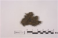 藏品(羽苔科 )的圖片